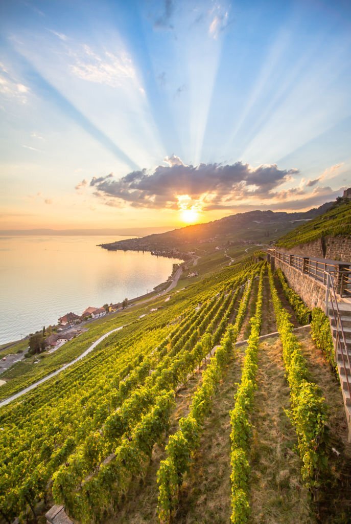 World famous vineyards in Lavaux region in Chexbres, Switzerland