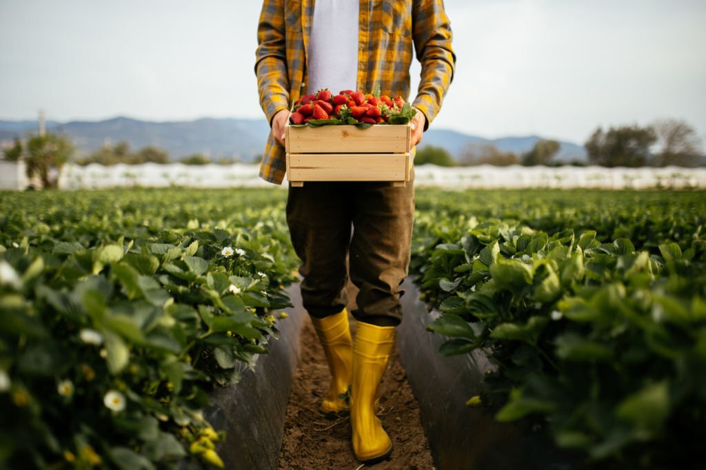 A view of a man holding a crate full of strawberries. He’s standing on a strawberry field in an agricultural zone, far from the city. Men picking strawberries on farm